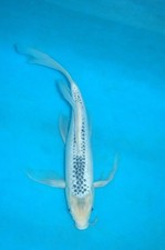15" Butterfly Asagi A  Koi Carp Direct from the farm 