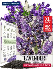 Seed Needs English Lavender Seeds for Planting Lavendula angustifolia Plants - N