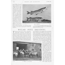 Allevamento di pony gallesi - stampa antica 1900