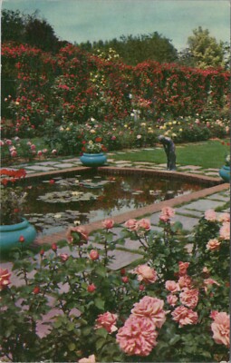 Water Lily Pool rose Lambert Gardens Portland Oregon Paul's Scarlet Rambler E888