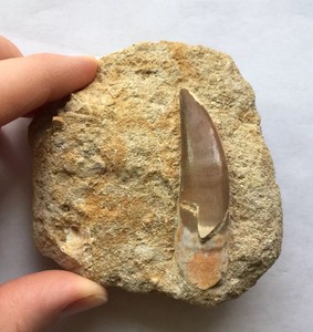 Plesiosaur Tooth On Natural Matrix Zarafasaura Species - 