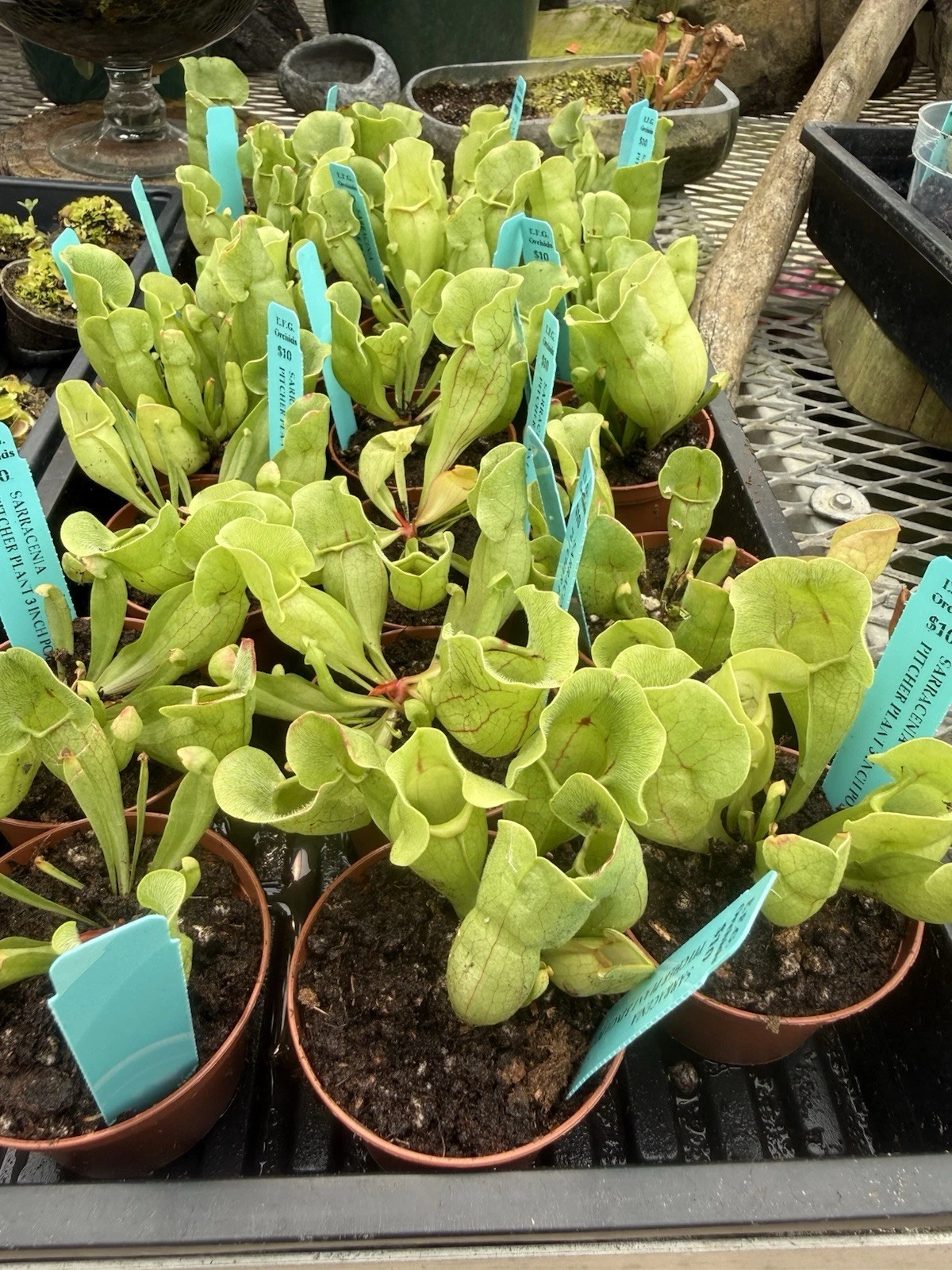 Sarracenia pitcher plants