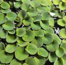 Velvet Floating Plant - Aquarium Floaters x30 Leaflets