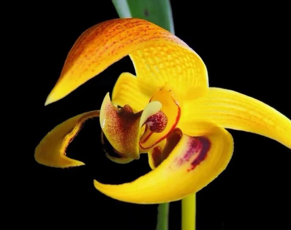 Philippines Bulbophyllum dearei Rare Species Orchid Blooming Plant
Opens in a new window or tab