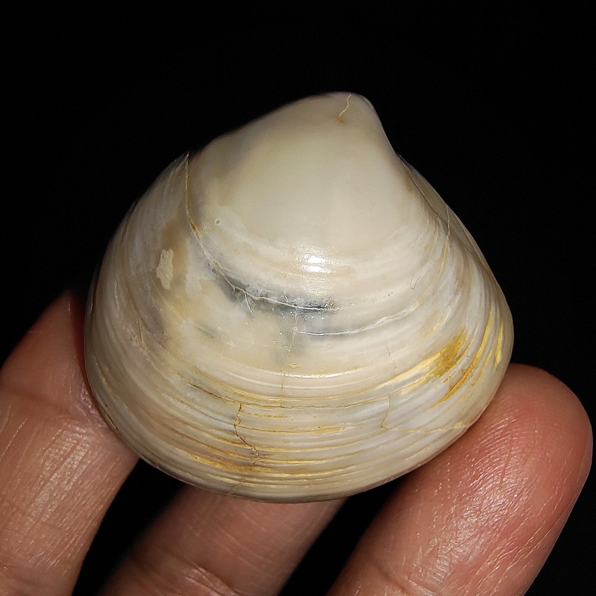 002, SEASHELL MOLLUSCA CLAM FOSSIL, BIVALVIA VENERIDAE FROM JAVA