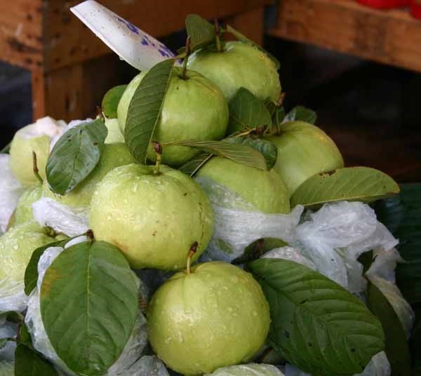 Fresh Thai Guava (4 LBS) The Actual Fruit | eBay