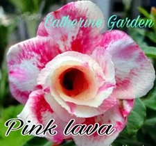 15 Desert Rose Seed - White Pinkish . Rare.