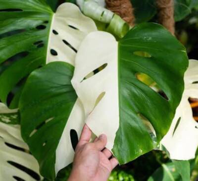 Half Moon Monstera Albo, Sectoral Variegated Cuttings and Rooted Plants