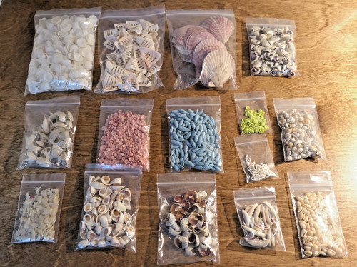 Asstd Crafting Seashells & Shell Bits Olive Cay Cay Cowrie Periwinkle 1.2 lb