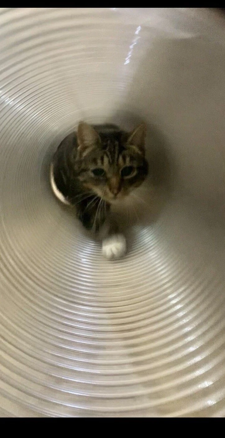 Cat Tunnel, Toy Rabbit Pop Up, Puppy, Kitten, Play Toys, Different Lengths Clear