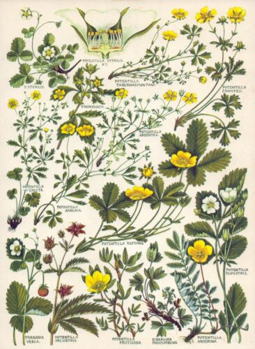 Botanical Print - Flowers, Berries, Seeds, Ferns, Brambles - Book Plate - 01/169 - 第 1/1 張圖片