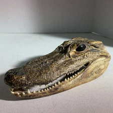 Vintage Small Alligator Head Taxidermy Authentic 6” Long