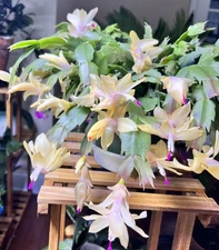 “Limelight Dancer” Yellow Christmas Cactus Live Plant Indoor Houseplant
