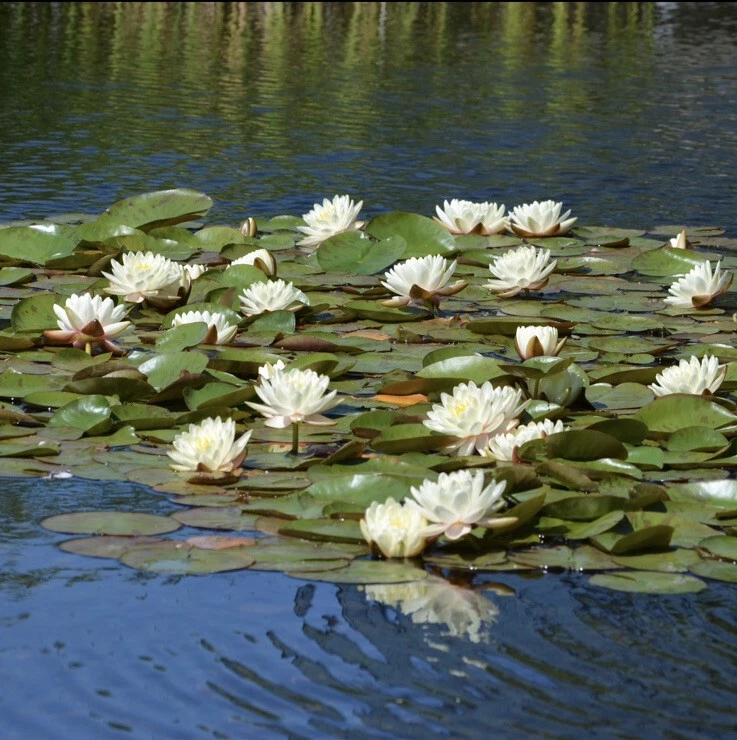Hardy Water Lily Live Plant Mix Sizes, White, 5 Counts - Image 3 of 4