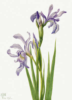 Botanical Plant Illustration - Western Blue Flag (Iris missouriensis