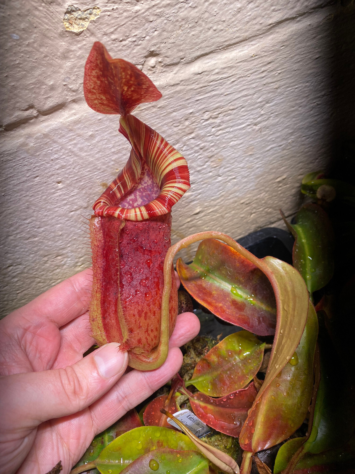 Nepenthes veitchii (K) x (lowii x campanulata). Planta SG #2
