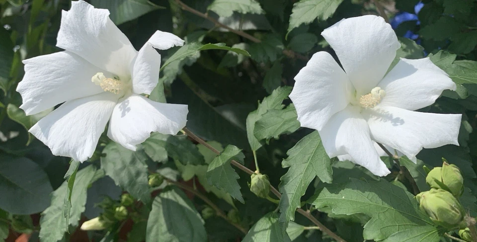 1 White Hibiscus Rose of Sharon Live Flowering Plant Potted Edible Hardy 7-12” - Image 2 of 4