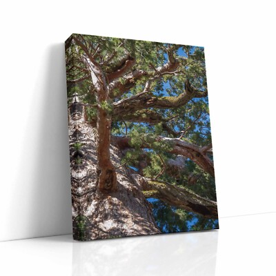 Giant Sequoia Limbs Tree Art, Redwood Mariposa Grove Yosemite National Park
