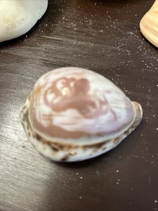 Octopus Carved Cowrie Shell 3inch