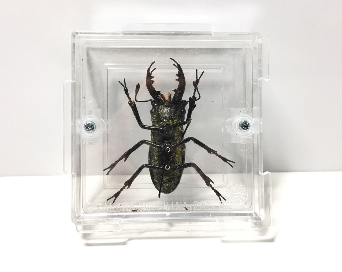 タカラ　世界の甲虫シリーズ　BEETLE OF THE WORLD TAKARA Beetle Of The World Stag Beetle Insect Male Figure A
