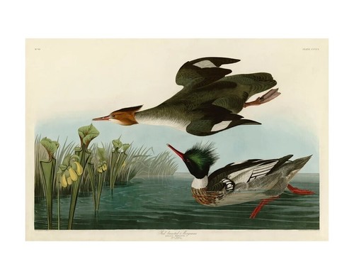 Póster educativo State Birds and Flowers de 36 x 24 pulgadas