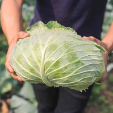 1000+ Late Flat Dutch Cabbage Seeds -- Heirloom -- NON GMO --- FRESH