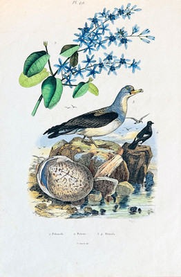 Guerin-Meneville 1838 #478 HC Plate PETREL Bird/Queen's WREATH/Scallop SHELLS