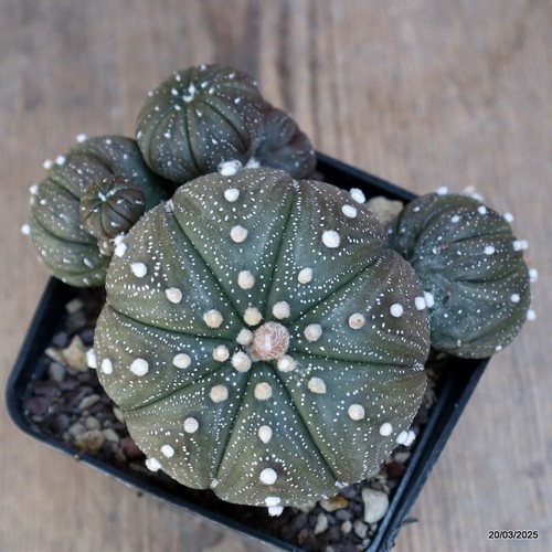 A4480 ASTROPHYTUM SUPERKABUTO PROLIFERO maceta 9-H8-W11 cm MaMa Cactus - Imagen 4 de 4
