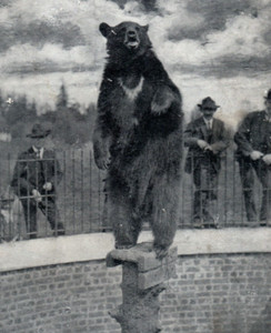 Black Bear Seattle | eBay