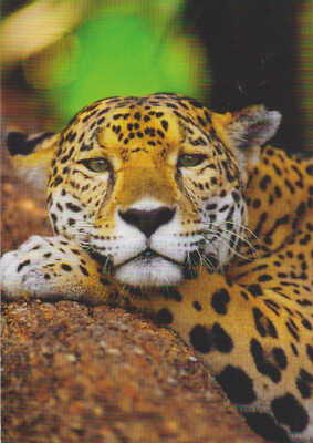 Ansichtskarte: Jaguar - Porträt - sehr schöne Aufnahme! - GEO-Karte