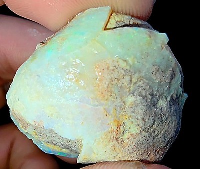 Opalised Shell Clam Fossil 76.55ct Shellfish Gastropoda Mussel Rainbow pinfire
