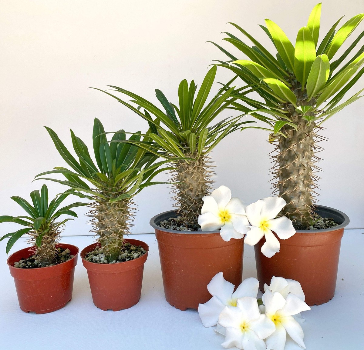 black gold superba snake plant Snake Plant Sansevieria Black Gold Superba - Air-purifying Houseplants