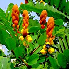 20 CANDLE BUSH SEEDS Cassia Alata Senna Tree Plant "Flowers Attract Butterflies"