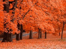 Landscape fall red leaves trees Custom Gaming Mat Desk