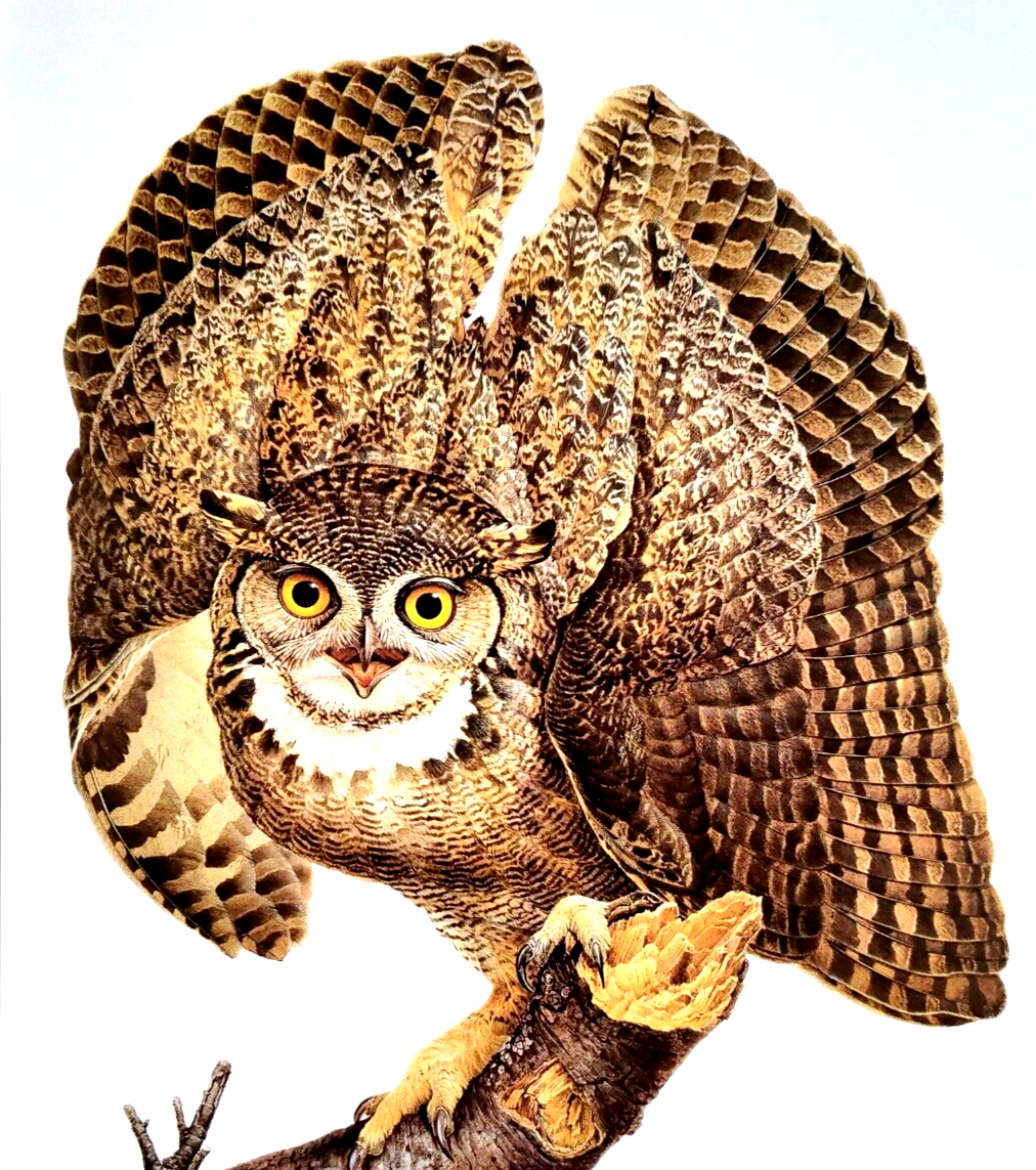 Vintage Horned Owl Illustration Cute Funny Owl Canvas Wall Art