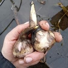 2 patate dei paperi - (Duck potato, Omodaka)  sagittaria latifolia