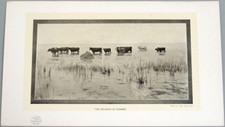 c1910 Orig Burr McIntosh 13x8 Sepia Photograph Cows Cattle Delights of Summer