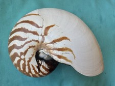 Large sea shell Nautilus pompilius, 189mm long - beautiful pattern
