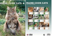 Maine Coon Cats 2026 Calendar - A3 Size 30 x 42 cm