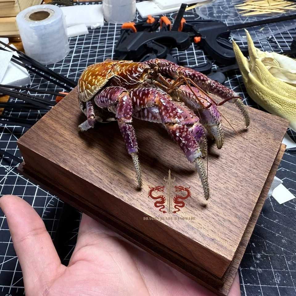 Espécimen de cangrejo cangrejo de coco real, Birgus latro, calidad de museo, colección regalo Foto 2 de 4