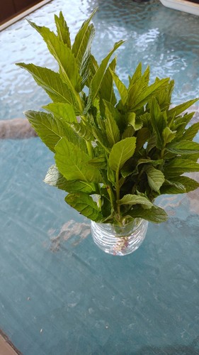 5+1free rooted MINT Plant Cutting Organic 100% MOJITO Mentha Villosa نعنع شتل - Picture 3 of 7
