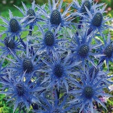 60 seeds Sea Holly Blue (Eryngium Planum)+4" FREE PLANT LABEL