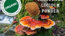 Reishi (Ganoderma) Mushroom Powder 4 Oz 