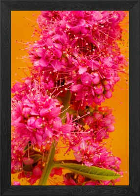 Tolle Blume Fine Art Gerahmtes Wandbild Poster Leinwanddruck Bild