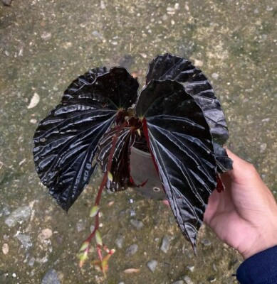 Begonia Black Blood Sp Kalimantan RARE PLANT