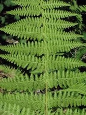 10 Hay Scented Fern  Bare-root Dennstaedtia punctilobula