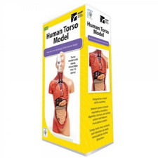AMEP Human Torso Model with 15 Removable Parts - 10 inch tall B602