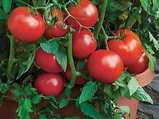 Tomato Bush All Star F1  250 seeds