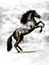 HOFFMAN FABRICS "CALL OF THE WILD" THE BLACK SOLD BY THE PANEL 36:X44" 2 left