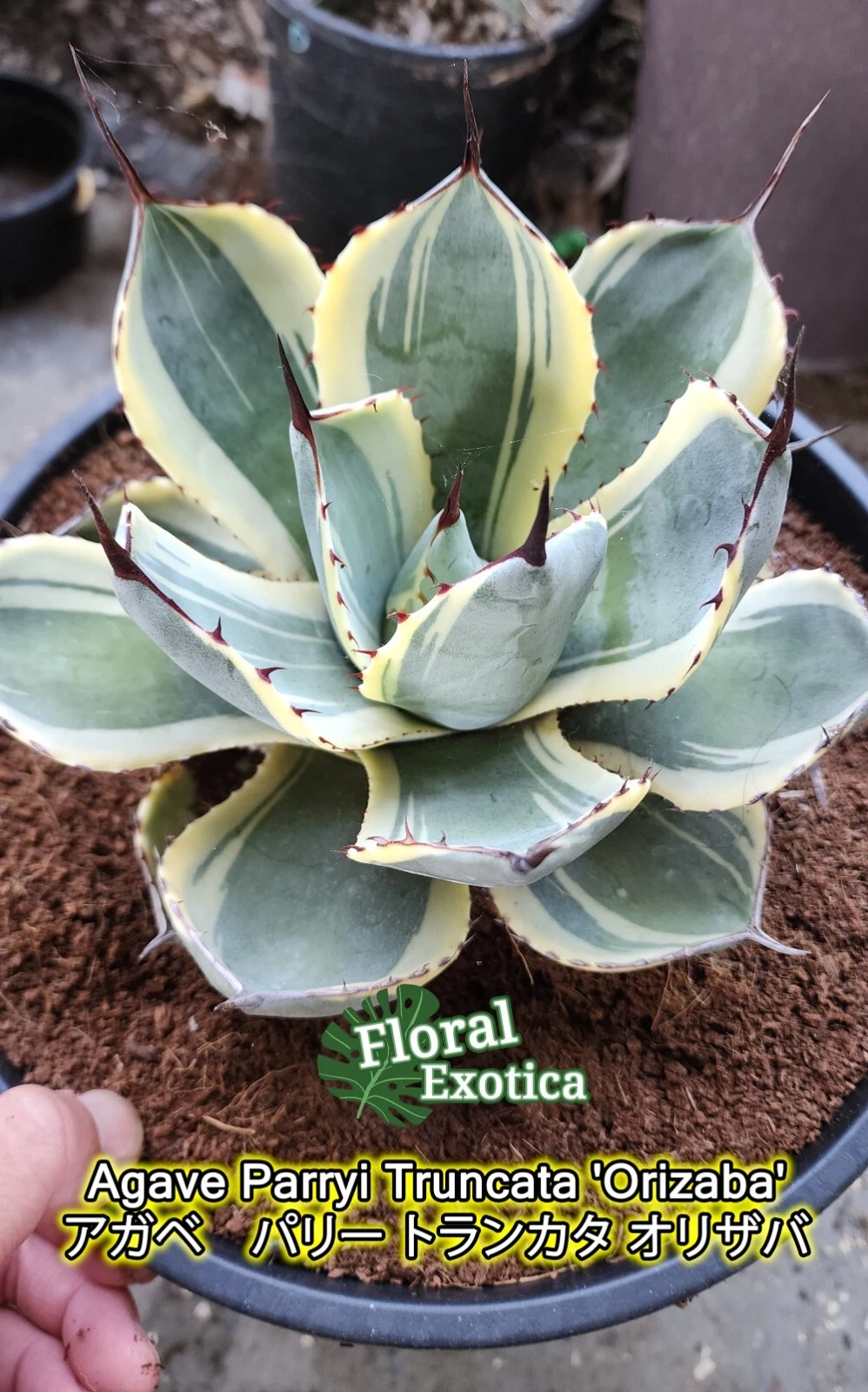 LG Specimen! - Agave Parryi Truncata 'Orizaba' - アガベ　パリー トランカタ オリザバ - US Stock